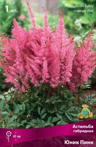 Астильба Юник Пинк 1шт (Поиск)