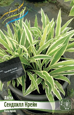 Хоста Сендхилл Крейн 1шт (Колорлайн)