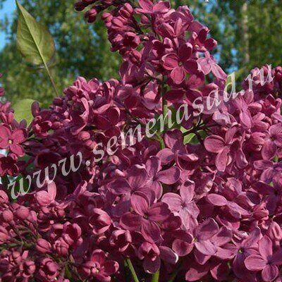 Сирень День Победы 1шт (Поиск)