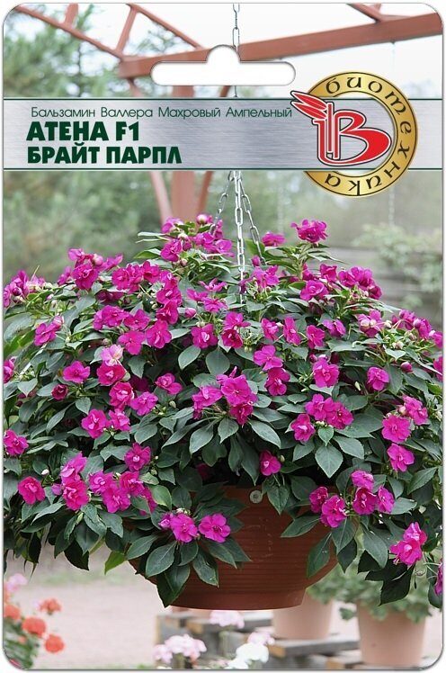 Бальзамин Валлера махровый Атена F1 Брайт Парпл однолетник 8шт (Биотехника)