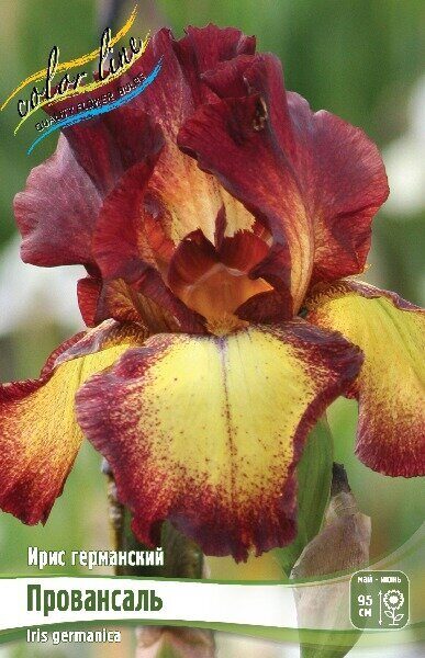 Ирис Провансаль (Германский) 1шт (Колорлайн)