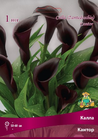Калла Кантор 14/16 1шт (Поиск)