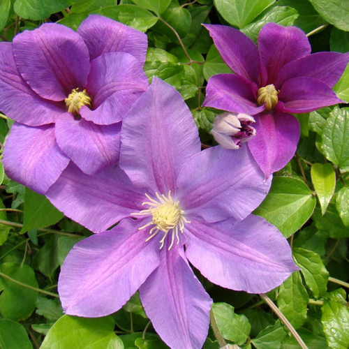 Клематис Дороти Толвер (капер) 1шт (Поиск)