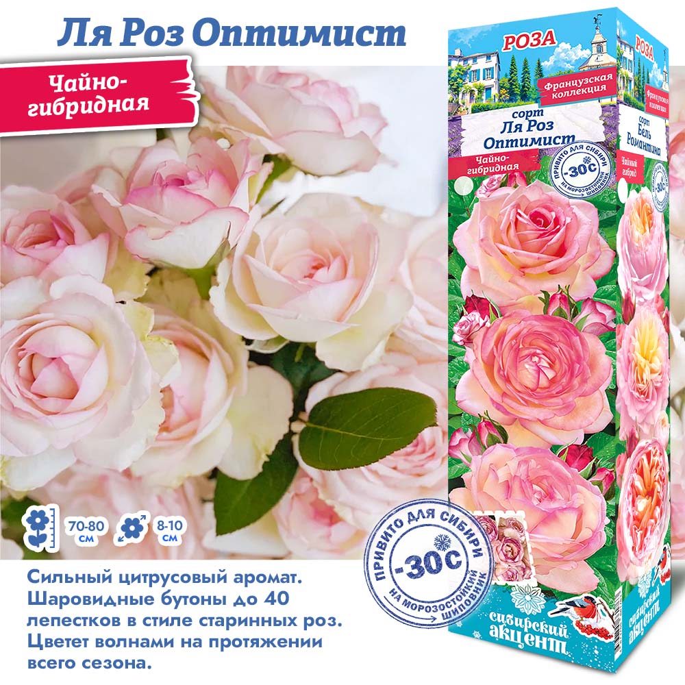 Роза Ля Роз Оптимист (Чайно-гибридная) 1шт (Сиб сад)