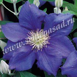 Клематис Генерал Сикорский (коробка) 1шт (Поиск)