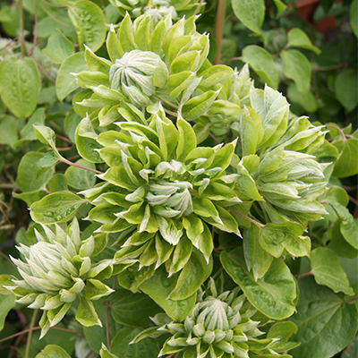 Клематис Грин Пешн (капер) 1шт (Поиск)