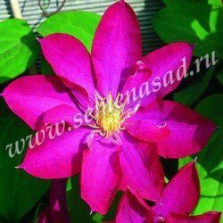 Клематис Какио (коробка) 1шт (Поиск)