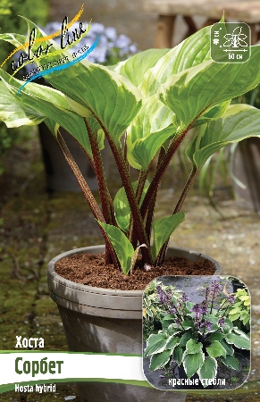 Хоста Сорбет 1шт (Колорлайн)