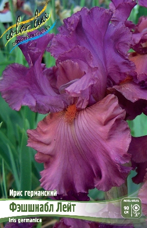 Ирис Фэшшнабл Лейт (Германский) 1шт (Колорлайн)