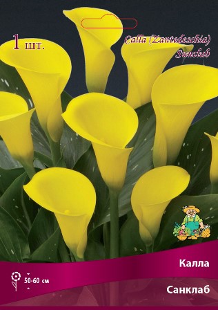 Калла Санклаб 14/16 1шт (Поиск)