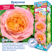 Роза Вувузелла (Чайно-гибридная) 1шт (Сиб сад)