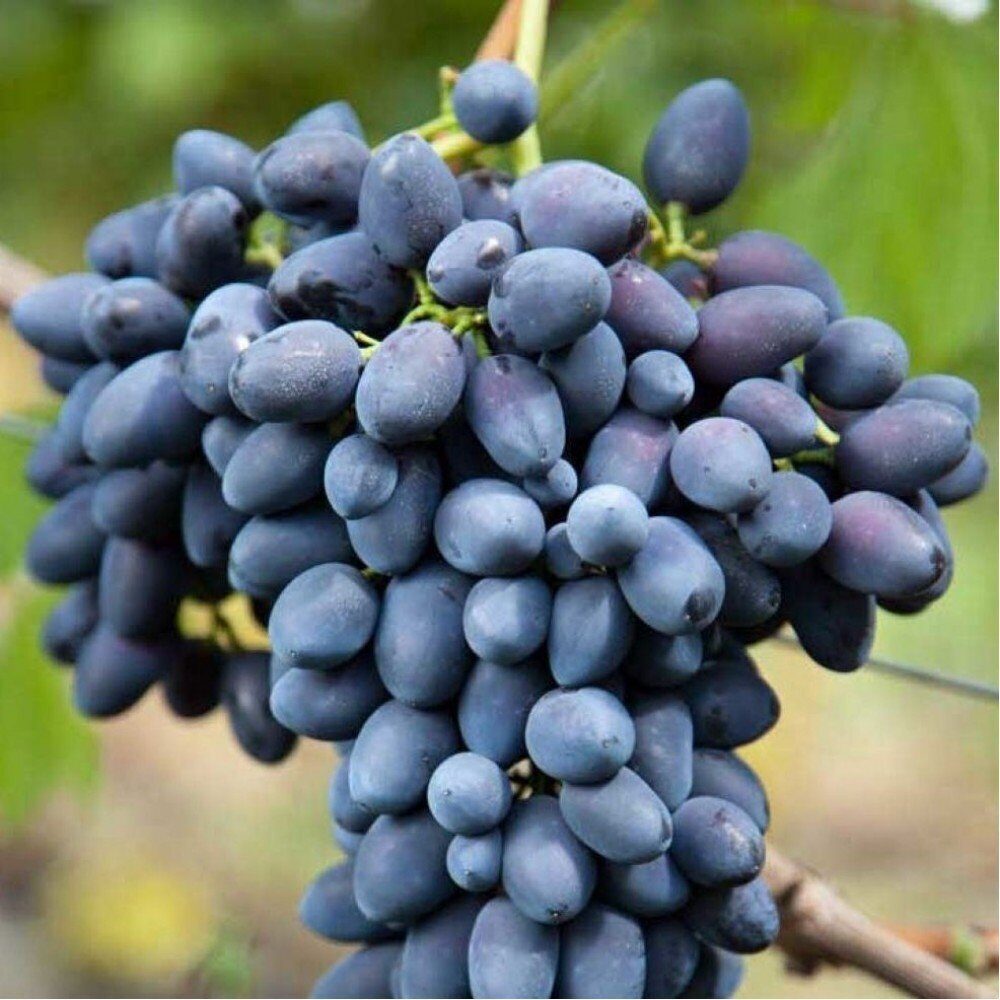 Виноград Надежда АЗОС (коробка) 1шт (Поиск)