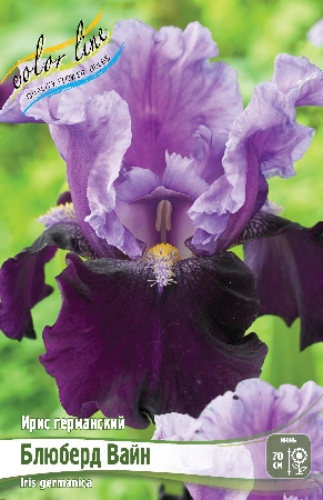 Ирис Блюберд Вайн (Германский) 1шт (Колорлайн)