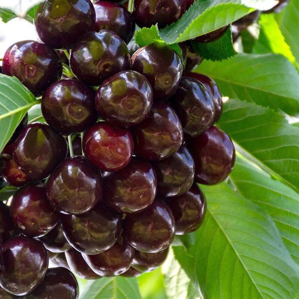 Вишня Шоколад обыкновенная (саженец с этикеткой) 1шт (Сиб Сад)