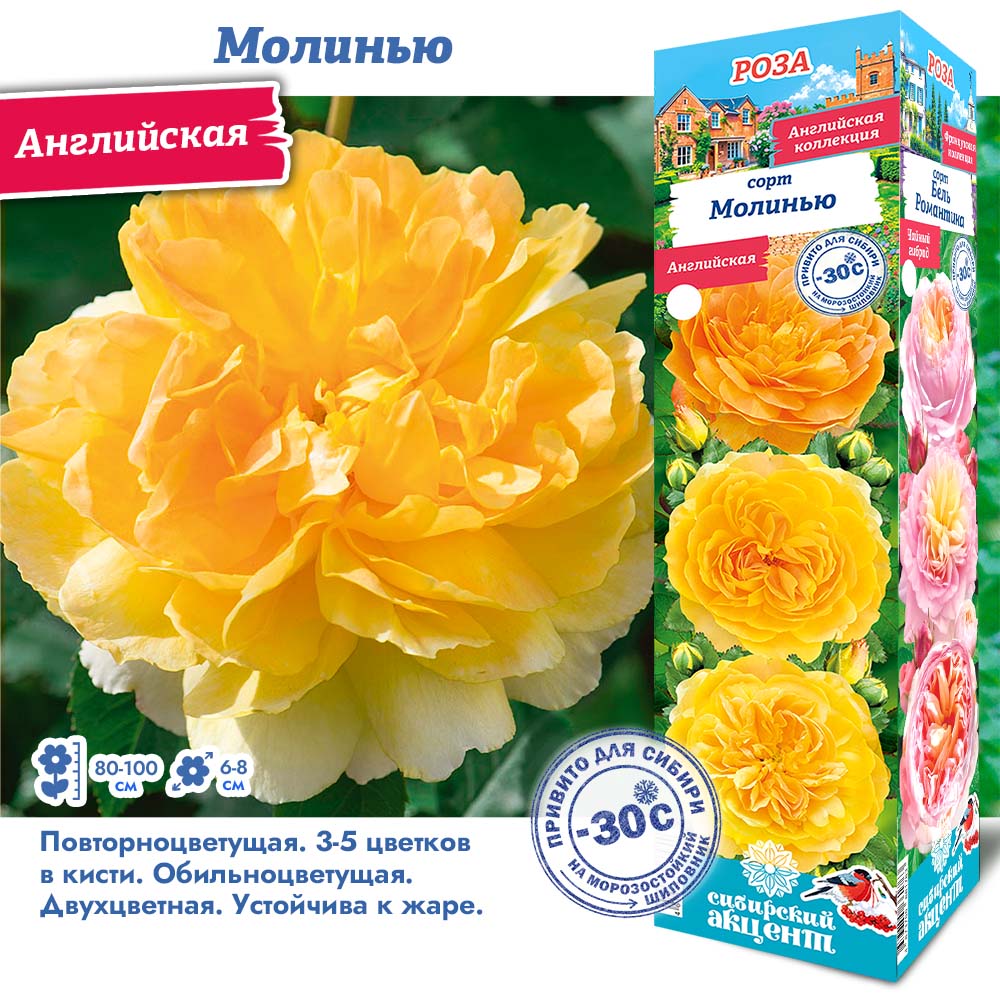 Роза Молинью (Английская) 1шт (Сиб сад)