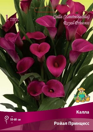 Калла Ройал Принцесс 14/16 1шт (Поиск)