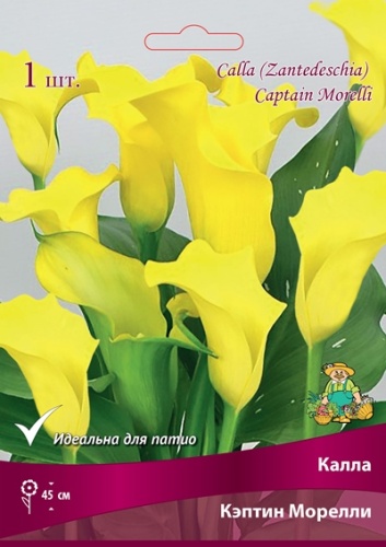 Калла Кэптин Морелли 14/16 1шт (Поиск)