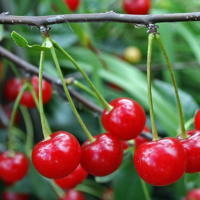 Вишня Звездочка степная (саженец с этикеткой) 1шт (Сиб Сад)