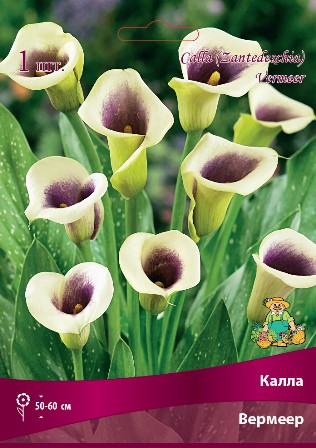 Калла Вермеер 14/16 1шт (Поиск)