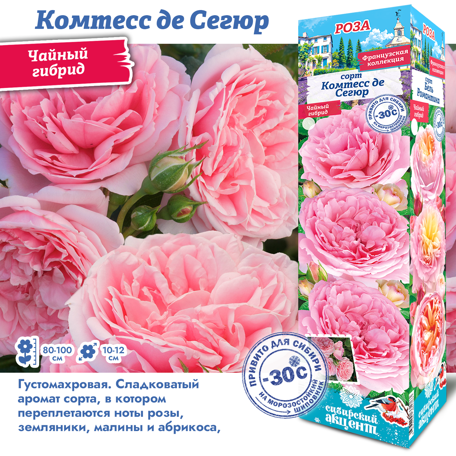 Роза Комтесс де Сегюр (Чайно-гибридная) 1шт (Сиб сад)