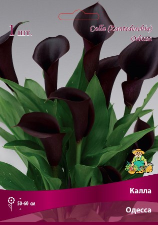 Калла Одесса 14/16 1шт (Поиск)