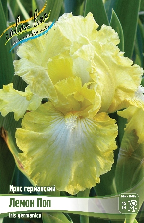 Ирис Лемон Поп (Германский) 1шт (Колорлайн)