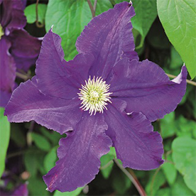 Клематис Виола (капер) 1шт (Поиск)