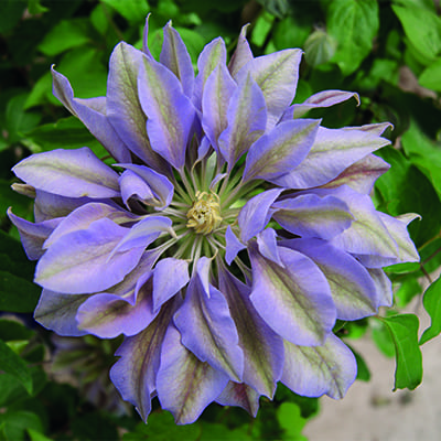 Клематис Дэннис Дабл (капер) 1шт (Поиск)