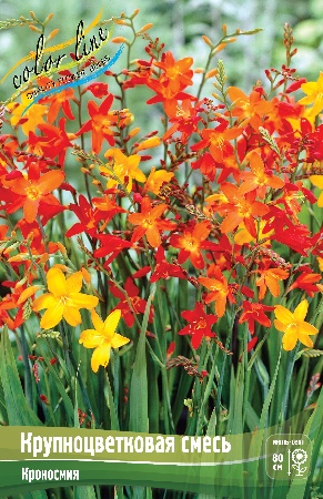 Крокосмия Смесь 7/+ 8шт (Колорлайн)