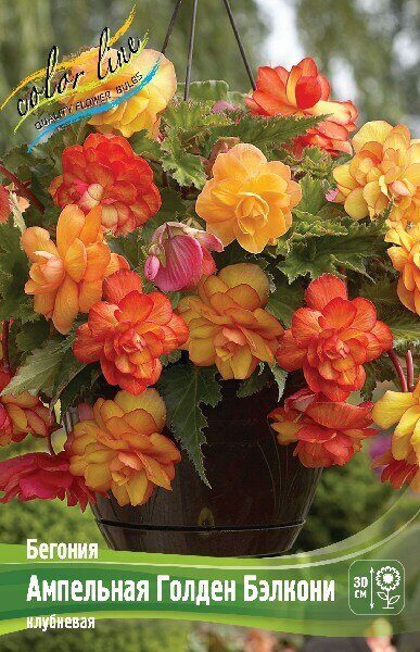 Бегония Ампельная Голден Бэлкони 5/6 1шт (Колорлайн)