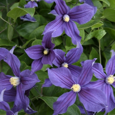 Клематис Дуранди (капер) 1шт (Поиск)