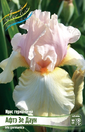 Ирис Афтэ Зе Даун (Германский) 1шт (Колорлайн)