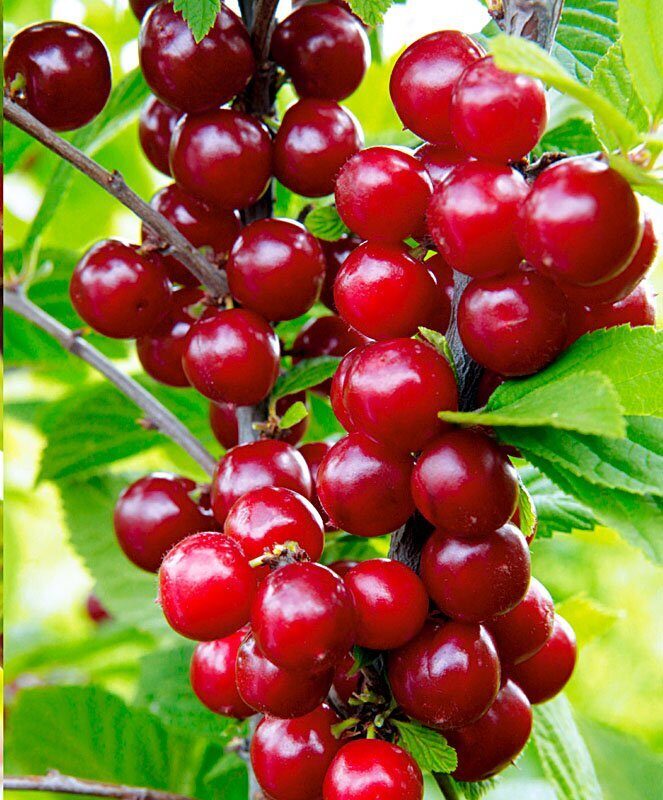 Вишня Томентоза войлочная (с цв.этикеткой) 1шт (Поиск)