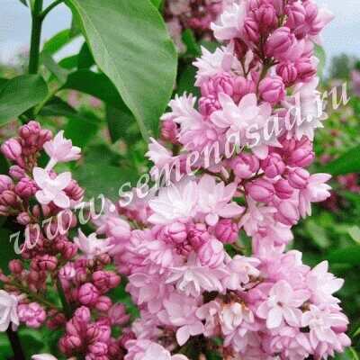 Сирень Фантазия 1шт (Поиск)