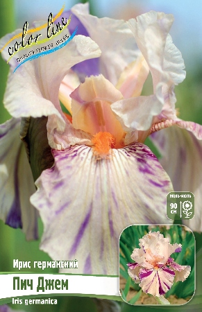 Ирис Пич Джем (Германский) 1шт (Колорлайн)