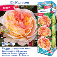 Роза Ля Колисон (Шраб) 1шт (Сиб сад)