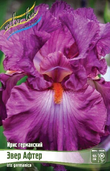 Ирис Эвер Афтер (Германский) 1шт (Колорлайн)