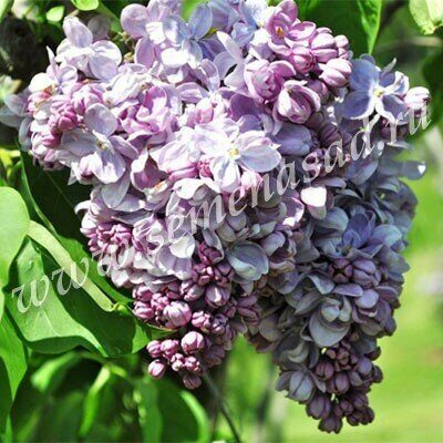 Сирень Маршал Ланн 1шт (Поиск)