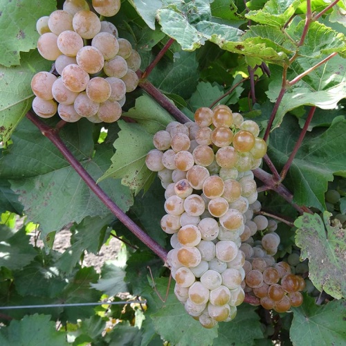 Виноград Подарок Магарача (коробка) 1шт (Поиск)