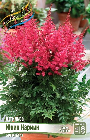 Астильба Юник Кармин 2/3 1шт (Колорлайн)