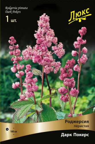 Роджерсия Дарк Покерс 1шт (Поиск)