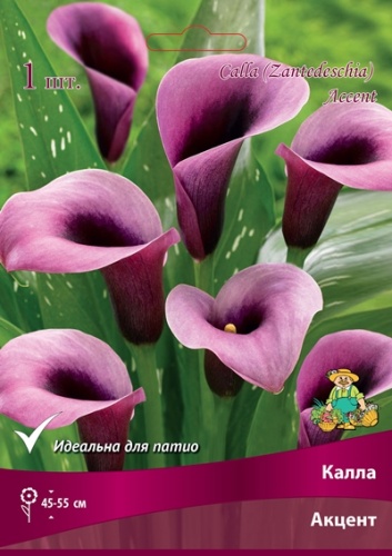 Калла Акцент 14/16 1шт (Поиск)