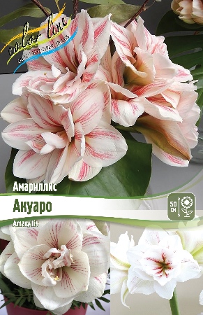 Амариллис Акуаро 22/24 1шт (Колорлайн)