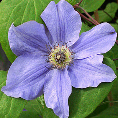 Клематис Гибрид Зибольда (капер) 1шт (Поиск)