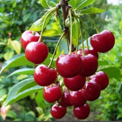 Вишня Молодежная обыкновенная (саженец с этикеткой) 1шт (Сиб Сад)