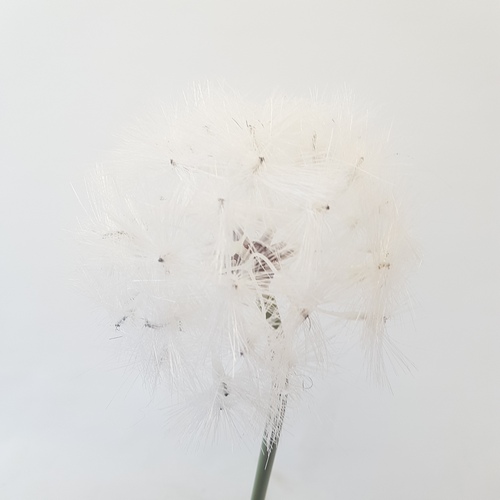 Одуванчик PKSBD-8 крупный h-72 d-14 1шт (Сиб Сад)