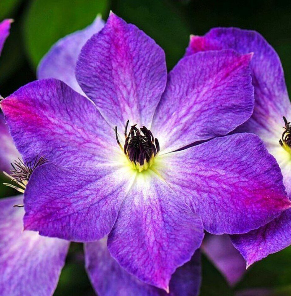 Клематис Клаудберст (коробка) 1шт (Поиск)