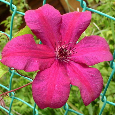 Клематис Кардинал Вышински (капер) 1шт (Поиск)