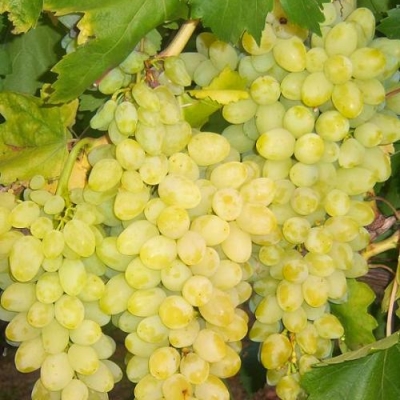 Виноград Долгожданный (коробка) 1шт (Поиск)