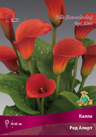 Калла Ред Алерт 14/16 1шт (Поиск)